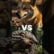 TOP 5 WILDEST ANIMAL FIGHTS
