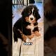 The 4 Cutest Puppies in the World — Ranked.