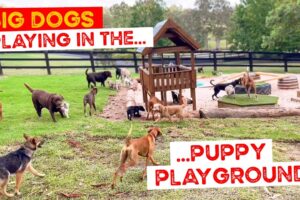The Big Dogs come in for a Play in the Puppy Playground