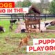 The Big Dogs come in for a Play in the Puppy Playground