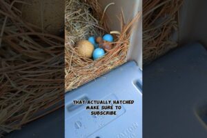 The Bird Nest In The Mailbox Journey!! #birdnest