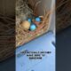 The Bird Nest In The Mailbox Journey!! #birdnest