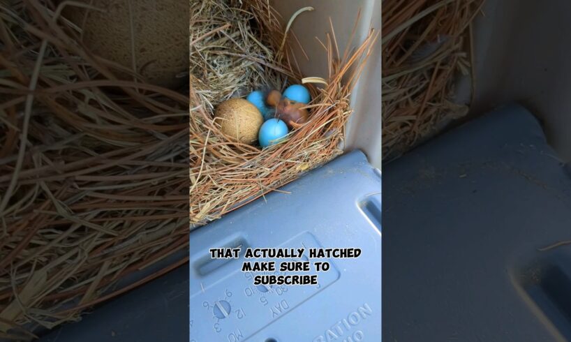 The Bird Nest In The Mailbox Journey!! #birdnest