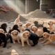 The Cutest Puppies I Have Ever Met in My Life