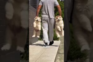 The Most Fluffy and Cute Puppies You’ve Ever Seen! #shorts #puppies #adorable