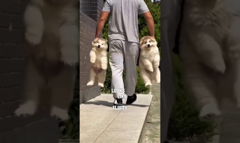 The Most Fluffy and Cute Puppies You’ve Ever Seen! #shorts #puppies #adorable