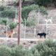 The New Black Dog that was Chained is so Happy! - Takis Shelter