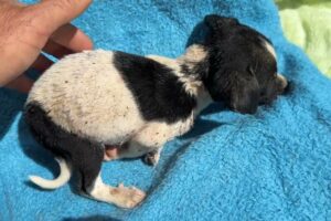 The New Puppy is Only 35 Days Old But Covered in Flees! - Takis Shelter