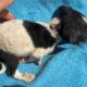 The New Puppy is Only 35 Days Old But Covered in Flees! - Takis Shelter