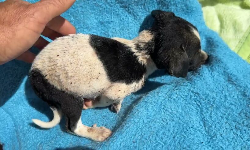 The New Puppy is Only 35 Days Old But Covered in Flees! - Takis Shelter
