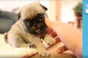 The Pug Puppy Compilation That Will Change Your Life - Puppy Love