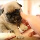 The Pug Puppy Compilation That Will Change Your Life - Puppy Love