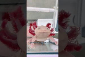 The axolotl brought home was very angry#animals #axolotl #rescue #cute #shorts