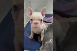 The cutest puppies love the music #frenchbulldogpuppiesforsale