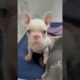 The cutest puppies love the music #frenchbulldogpuppiesforsale