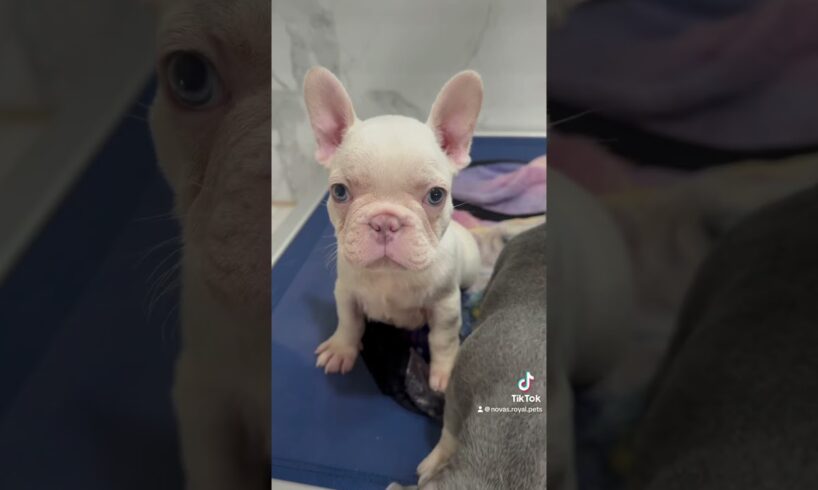 The cutest puppies love the music #frenchbulldogpuppiesforsale