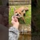 The fox gave her child to a human.#shorts #animals #fox #heartwarming #rescue