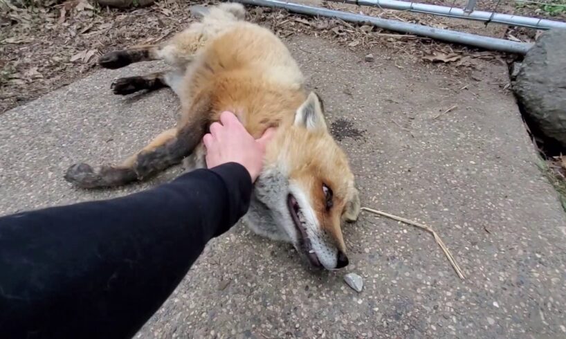 The foxes that say HEHEHE