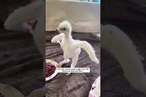 The man rescue baby eagle from the ferocious dog and then #eagle #birds #short