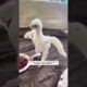 The man rescue baby eagle from the ferocious dog and then #eagle #birds #short