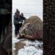 The rescue of walrus from parasitic creatures #walrus  #animalrescue #animals #sealife  #arctic