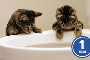 These CATS are too FUNNY! 🤣 | New Cat Videos 2025
