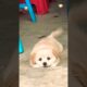 These cute puppies just want a little love ❤️🐕💞