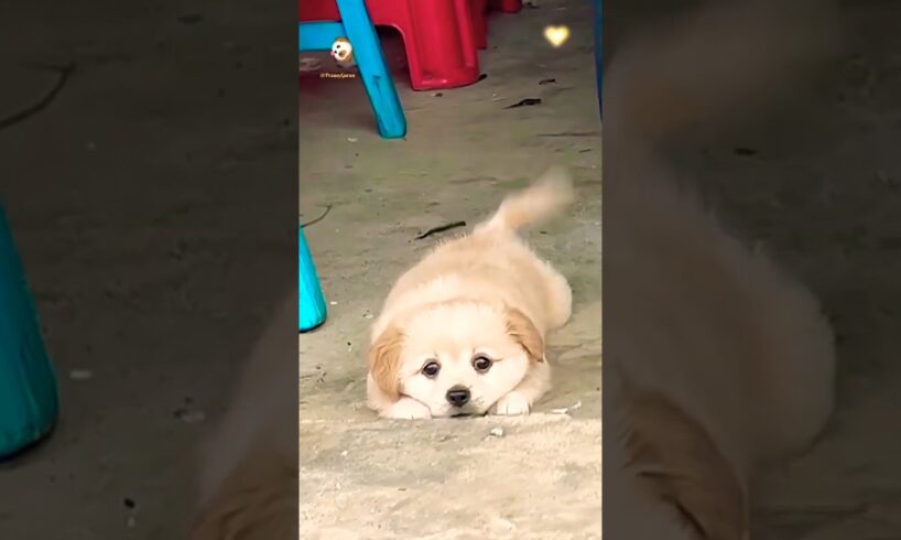 These cute puppies just want a little love ❤️🐕💞