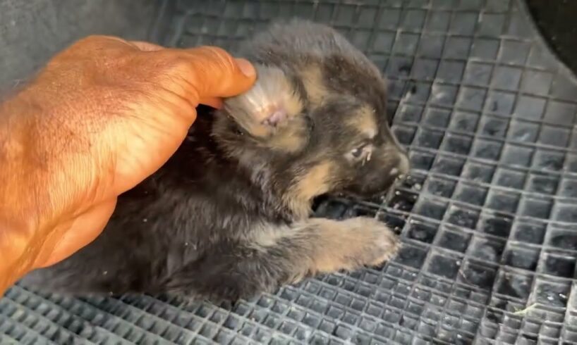 They Found One More Tiny Puppy On the Road! - Takis Shelter