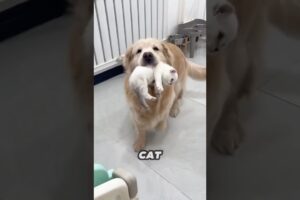 This Golden Retriever helps mother cat take care of her kittens ❤️