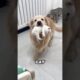 This Golden Retriever helps mother cat take care of her kittens ❤️
