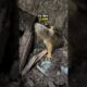 This Guy found Lost Baby Squirrels and Rescued them 😲❤️