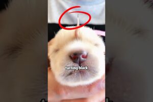 This Little Dog 😊🐶 Looks Just Like a Unicorn🦄❤! #animals #pets  #puppy #dog #shorts #rescue