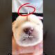 This Little Dog 😊🐶 Looks Just Like a Unicorn🦄❤! #animals #pets  #puppy #dog #shorts #rescue