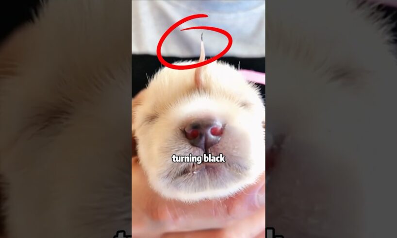 This Little Dog 😊🐶 Looks Just Like a Unicorn🦄❤! #animals #pets  #puppy #dog #shorts #rescue