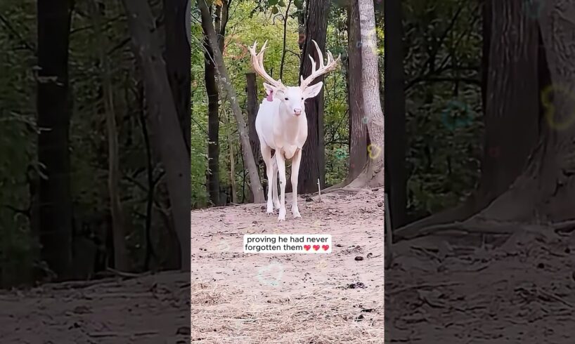 This albino fawn was rejected by his family and then this happened