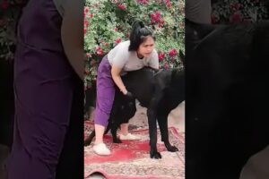 This dog is creating the new generation 284