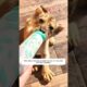 This family rescued a weak lion cub on the road and then decided.