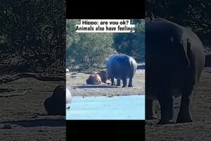 This hippo saved a lion from dying 😯 | Animals also have feelings 🥺 #shorts