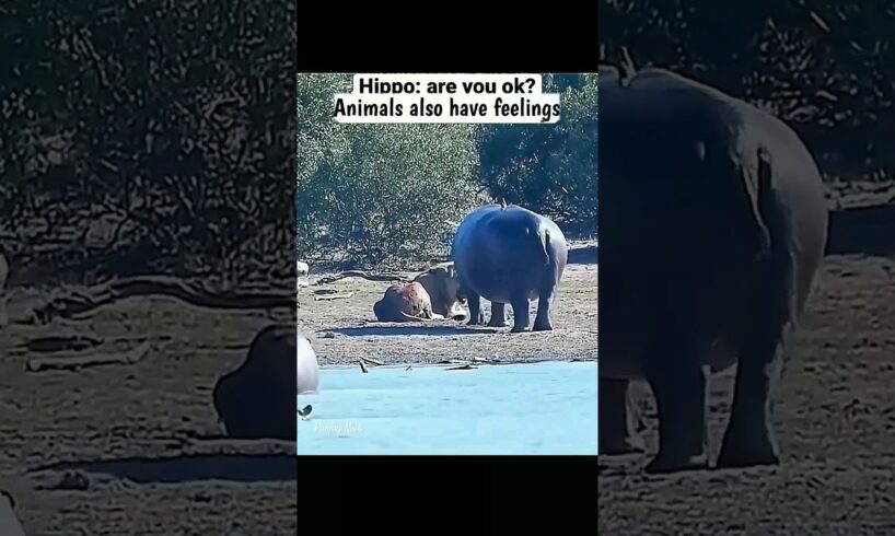 This hippo saved a lion from dying 😯 | Animals also have feelings 🥺 #shorts