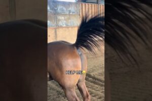 This horse tried to cover up a fart 😭😂 #shorts