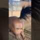 This horse tried to cover up a fart 😭😂 #shorts