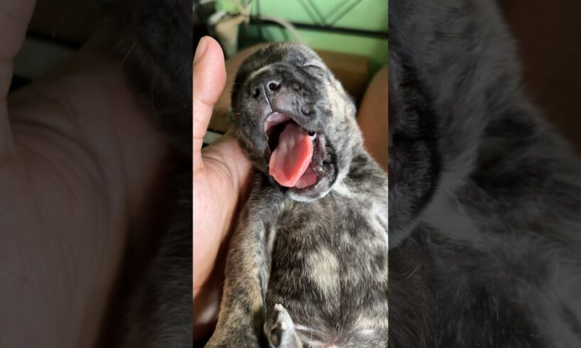 This is what peace looks like #cute #puppies #trending  #shorts