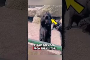 This lonely bear was standing for food, and then this happened… #bear #animals