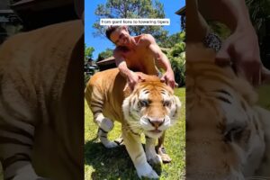 This man is best friends with wild animals #tiger #monkey #elephant #lion #wildanimals