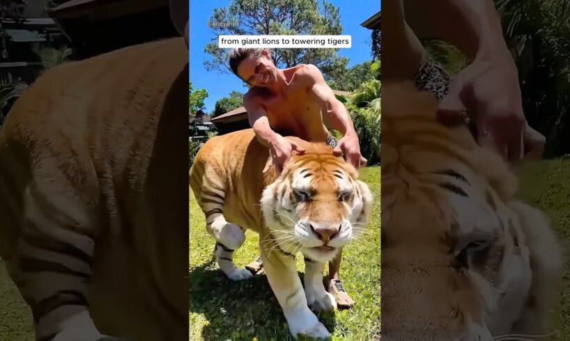 This man is best friends with wild animals #tiger #monkey #elephant #lion #wildanimals