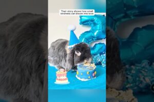 This rabbit behaves just like a playful puppy #rabbit #cuteanimals #animallovers