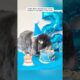This rabbit behaves just like a playful puppy #rabbit #cuteanimals #animallovers