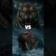 Tiger vs Bear vs Wolf vs Walrus | Wild Animal Fights Caught on Camera