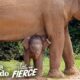Tiniest Baby Elephant Copies Everything His Mom Does | The Dodo Little But Fierce